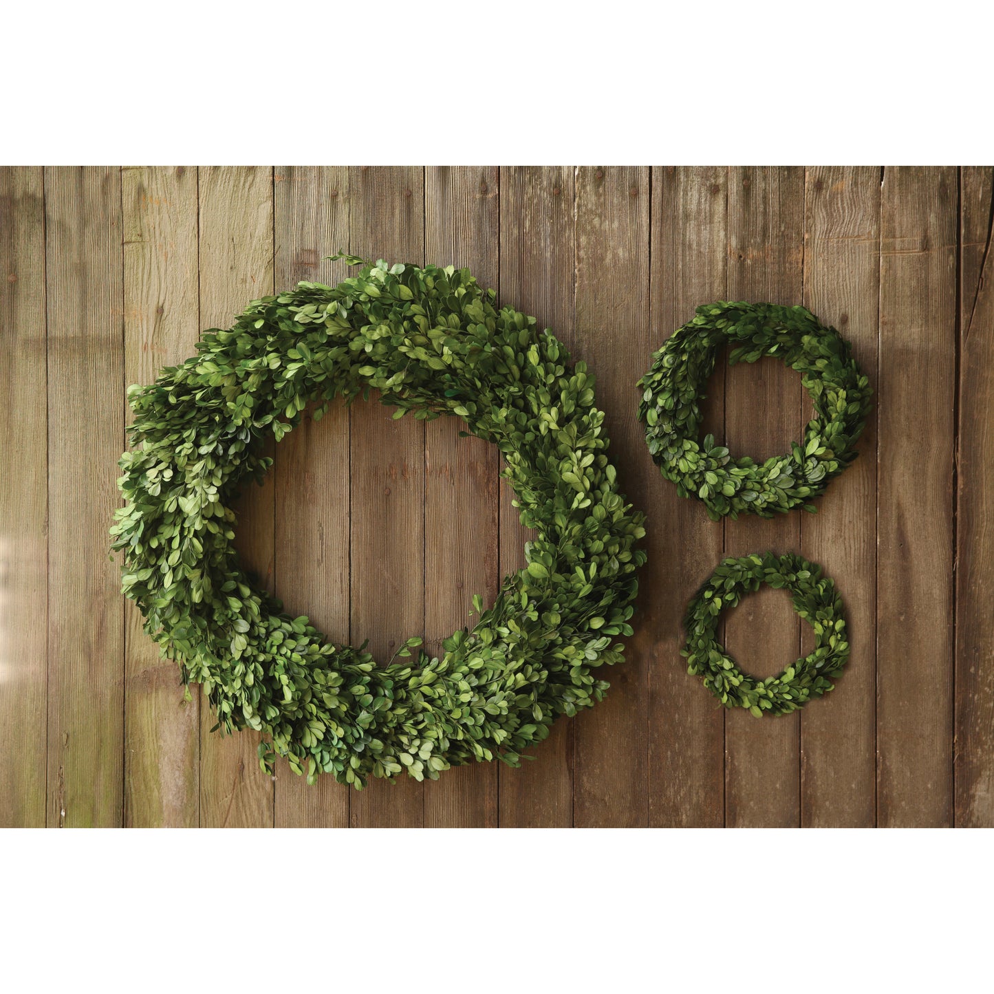 6in. Boxwood Wreath