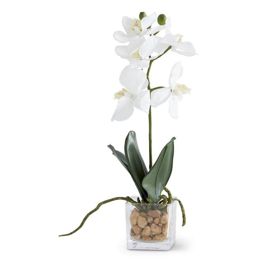 11in White Orchid in Square Dish